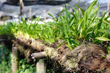Kafede lezzetli portakallı pasta