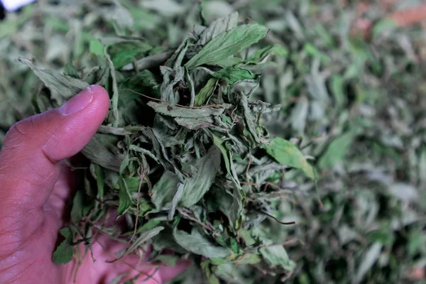 Kuru çay yeşil yaprakları daha önce ambalaj paketi