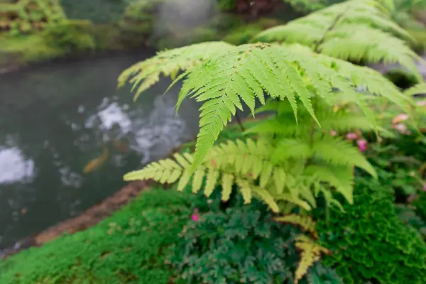 Hermoso Árbol Genealógico Helecho Verde Para Jardinería — Foto de Stock