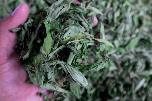 Kuru çay yeşil yaprakları daha önce ambalaj paketi