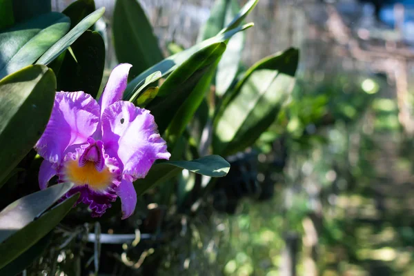 Plantas Flores Orquídeas Frescas Viveiro Orquídeas — Fotografia de Stock