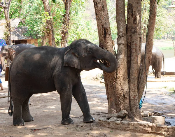 Big Thai Elephant Elephant Conservation Center — Stock Photo, Image