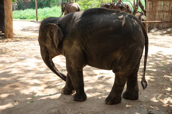 Big Thai Elephant Elephant Conservation Center — Stock Photo, Image