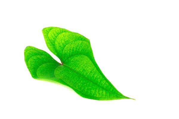 Schöne Grüne Blatt Herz Isolieren Auf Weiß — Stockfoto