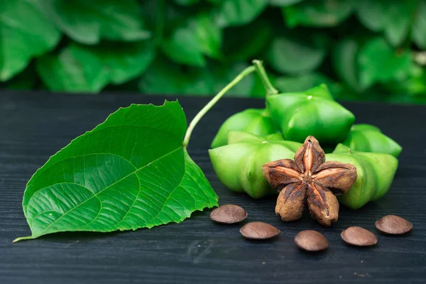 Sacha Inchi Semillas Frescas Cápsulas Fruto Del Cacahuete Sacha Inchi — Foto de Stock