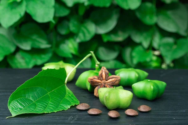 Sacha Inchi Semillas Frescas Cápsulas Fruto Del Cacahuete Sacha Inchi — Foto de Stock