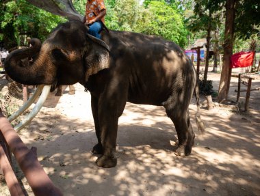 Fil Koruma Merkezi'nde Büyük Tay Fili 