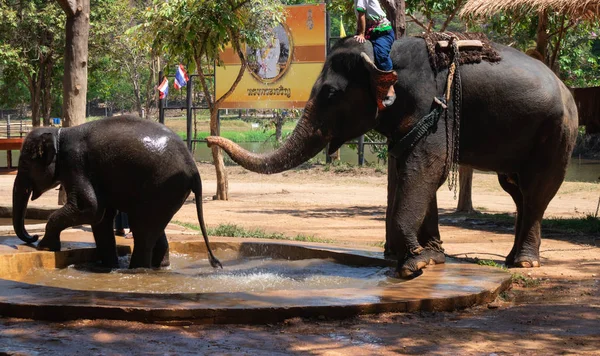 Big Thai Elephant Elephant Conservation Center — Stock Photo, Image
