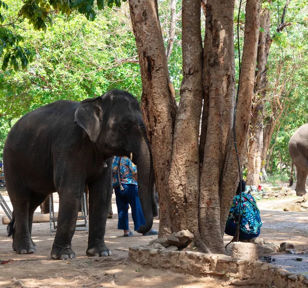 Wielki Słoń Tajski Elephant Conservation Center — Zdjęcie stockowe