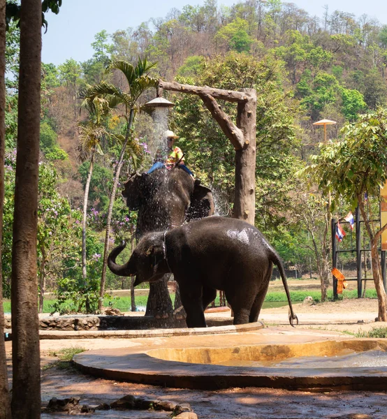 Big Thai Elephant Elephant Conservation Center — Stock Photo, Image