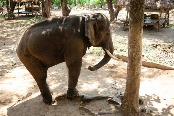 Big Thai Elephant Elephant Conservation Center — Stock Photo, Image