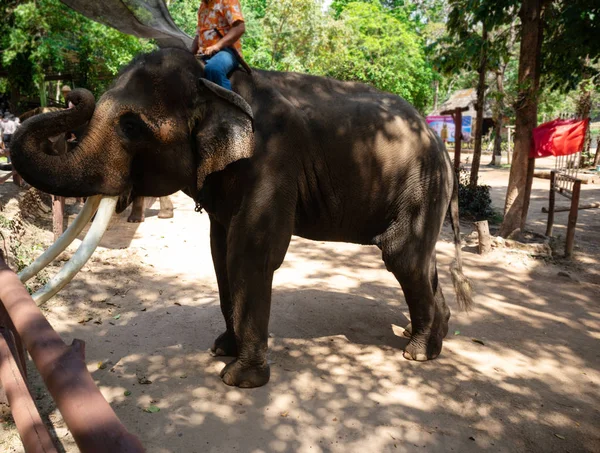 Großer Thailändischer Elefant Elefantenschutzzentrum — Stockfoto