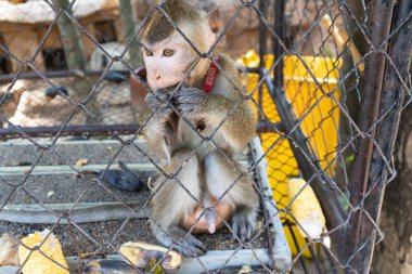 Kafesteki sevimli büyük maymun