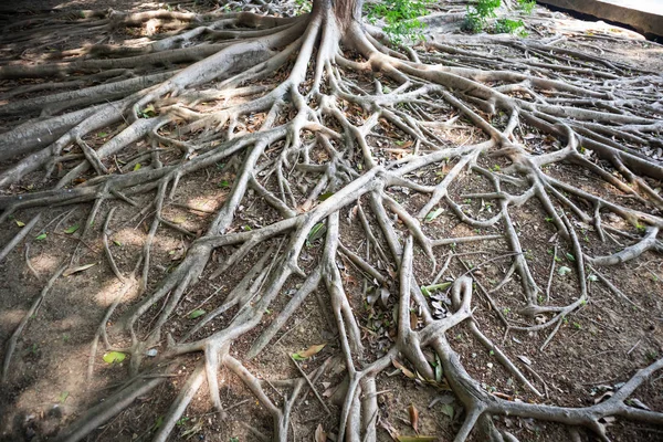 Schöne Verzweigung Der Baumwurzeln Auf Der Bodenoberfläche — Stockfoto