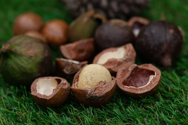 Buah Macadamia Dengan Bunga Pinus Terisolasi Pada Latar Belakang Daun — Stok Foto