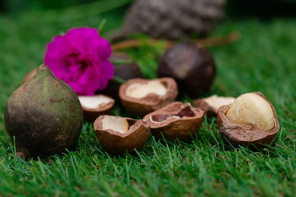 Yeşil Yaprak Arka Plan Izole Çam Çiçekleri Ile Macadamia Meyve — Stok fotoğraf