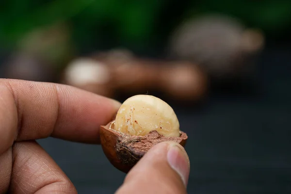 Macadâmia Fruta Com Flores Pinho Isolado Fundo Folha Verde — Fotografia de Stock