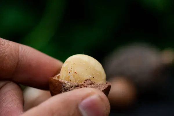 Macadamia Fruit Met Bloemen Van Pine Geïsoleerd Groene Blad Achtergrond — Stockfoto