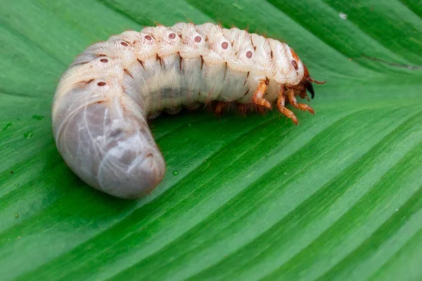 Mask Dynastidae Grönt Löv Bakgrund — Stockfoto