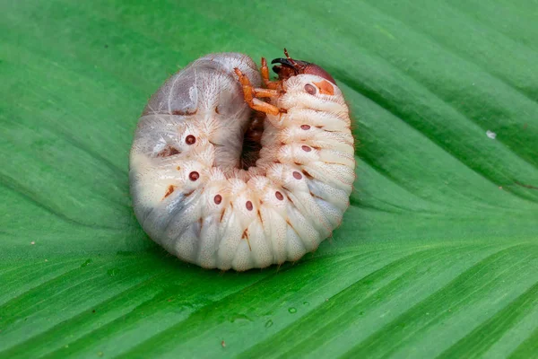 Mask Dynastidae Grönt Löv Bakgrund — Stockfoto