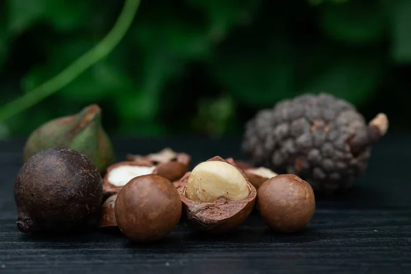 Yeşil Yaprak Arka Plan Izole Çam Çiçekleri Ile Macadamia Meyve — Stok fotoğraf