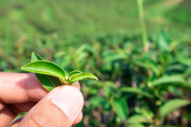 Tayland Yeşil çay bahçesi