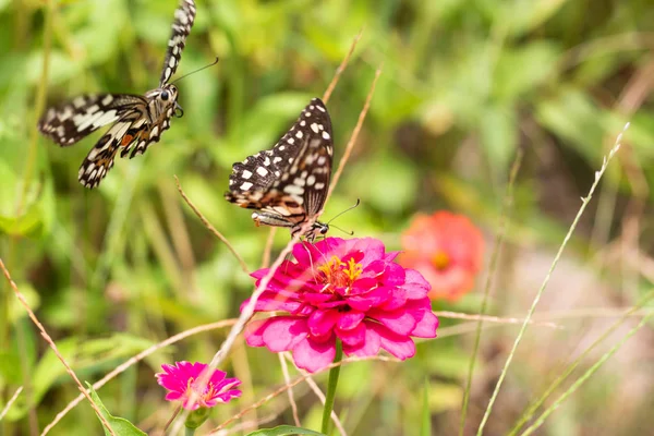 Hermosa Mariposa Chupando Néctar Polen Jardín Flores —  Fotos de Stock