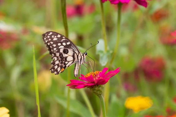 Hermosa Mariposa Chupando Néctar Polen Jardín Flores —  Fotos de Stock