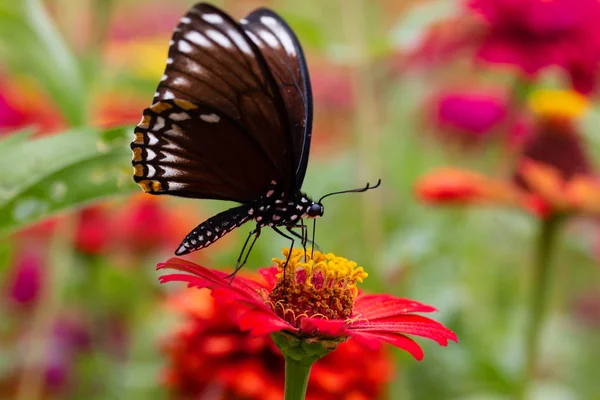 Hermosa Mariposa Chupando Néctar Polen Jardín Flores —  Fotos de Stock