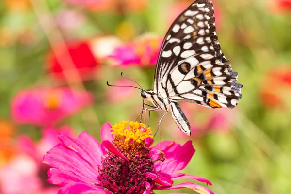 Schöner Schmetterling Saugt Nektar Aus Pollen Blumengarten — Stockfoto