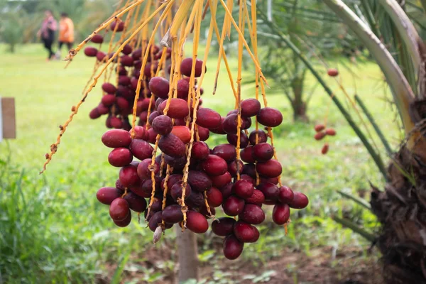 Dátiles Maduros Palmera Con Ramas Dátiles Palmera — Foto de Stock