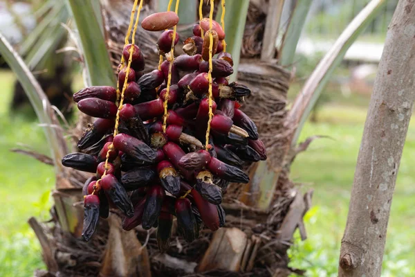 Ripe dates palm fruit with branches on dates palm tree