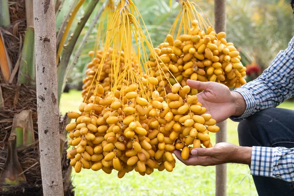 Ripe dates palm fruit with branches on dates palm tree