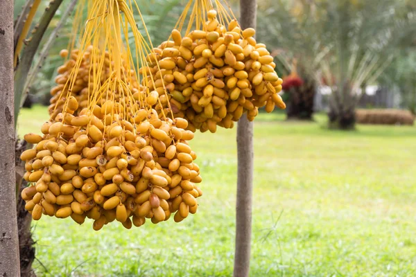 Dátiles Maduros Palmera Con Ramas Dátiles Palmera — Foto de Stock