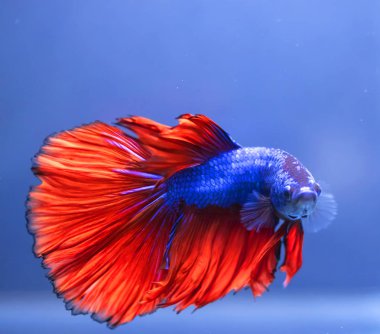 Beta balığı, siyam dövüşçüsü balık 