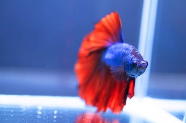 Beta balığı, siyam dövüşçüsü balık 