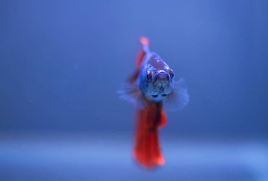 Beta balığı, siyam dövüşçüsü balık 