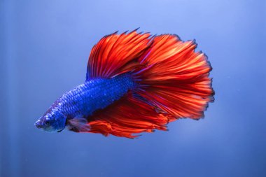 Beta balığı, siyam dövüşçüsü balık 