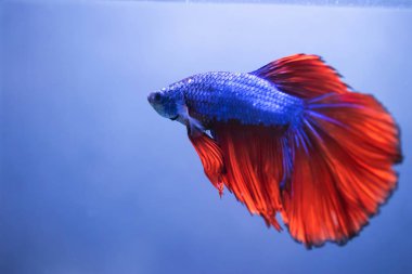 Beta balığı, siyam dövüşçüsü balık 