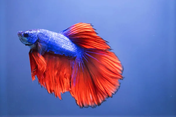 Betta Fish Peixe Combate Siamês — Fotografia de Stock