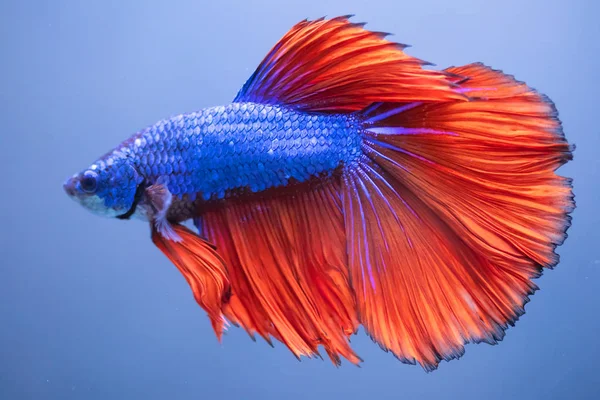 Betta Fish Peixe Combate Siamês — Fotografia de Stock