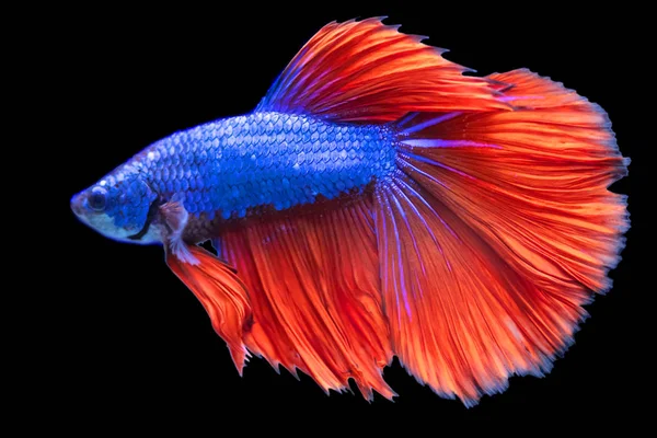 Betta Fisk Siamesiska Slåss Fisk — Stockfoto