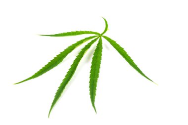 Yeşil marihuana yaprakları beyaz arka plan üzerinde izole kanser tedavisi için otlar olduğunu