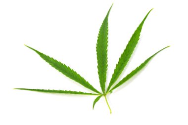 Yeşil marihuana yaprakları beyaz arka plan üzerinde izole kanser tedavisi için otlar olduğunu