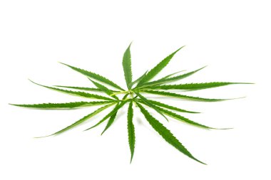 Yeşil marihuana yaprakları beyaz arka plan üzerinde izole kanser tedavisi için otlar olduğunu