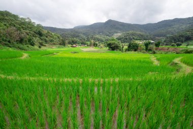 yeşil pirinç ağacı pirinç tarlalarında büyüyor