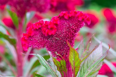 Kırmızı horoz tarlası ya da parktaki ibikli çeltik tarlası Sabah