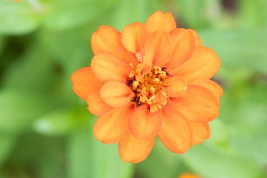 Kasımpatı çiçekleri parka çiçek açıyor.