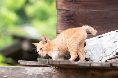 Altın kedi, tahta bir evde kurban arıyor.