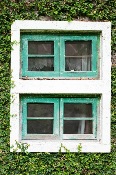 Ancient house window Covered with vines or climber